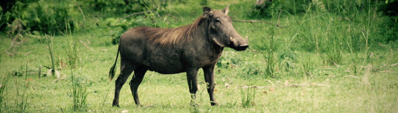 A wild boar. Not a pun.