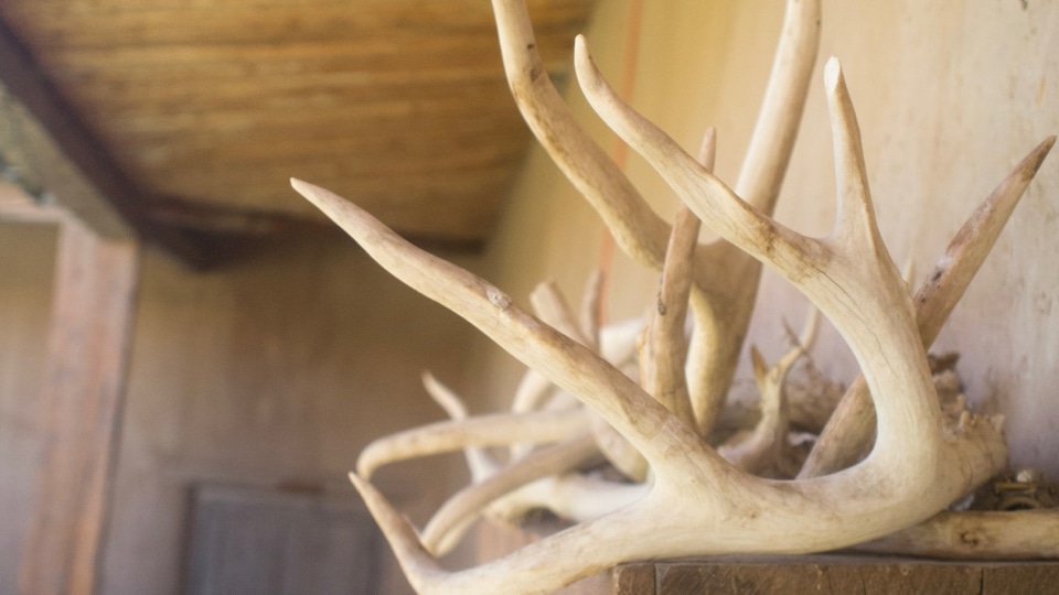 A large rack of horns, sitting on a shelf outside