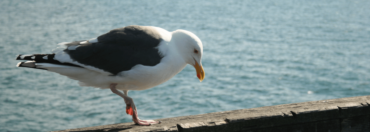 A seagull perched in front of the ocean