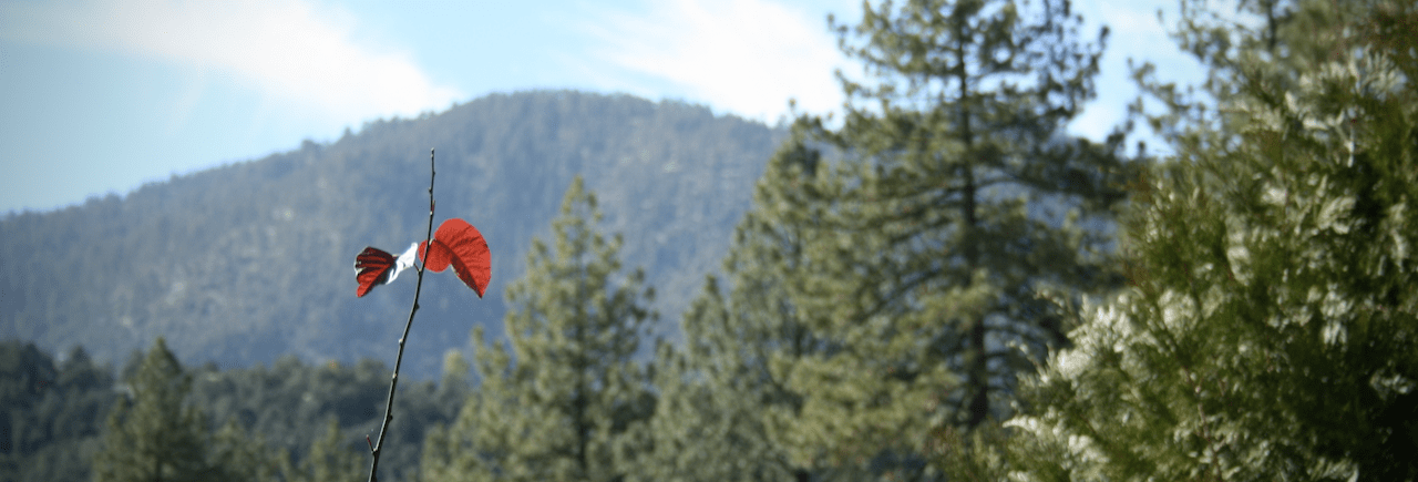 A red leaf in front of a mountain and pine trees