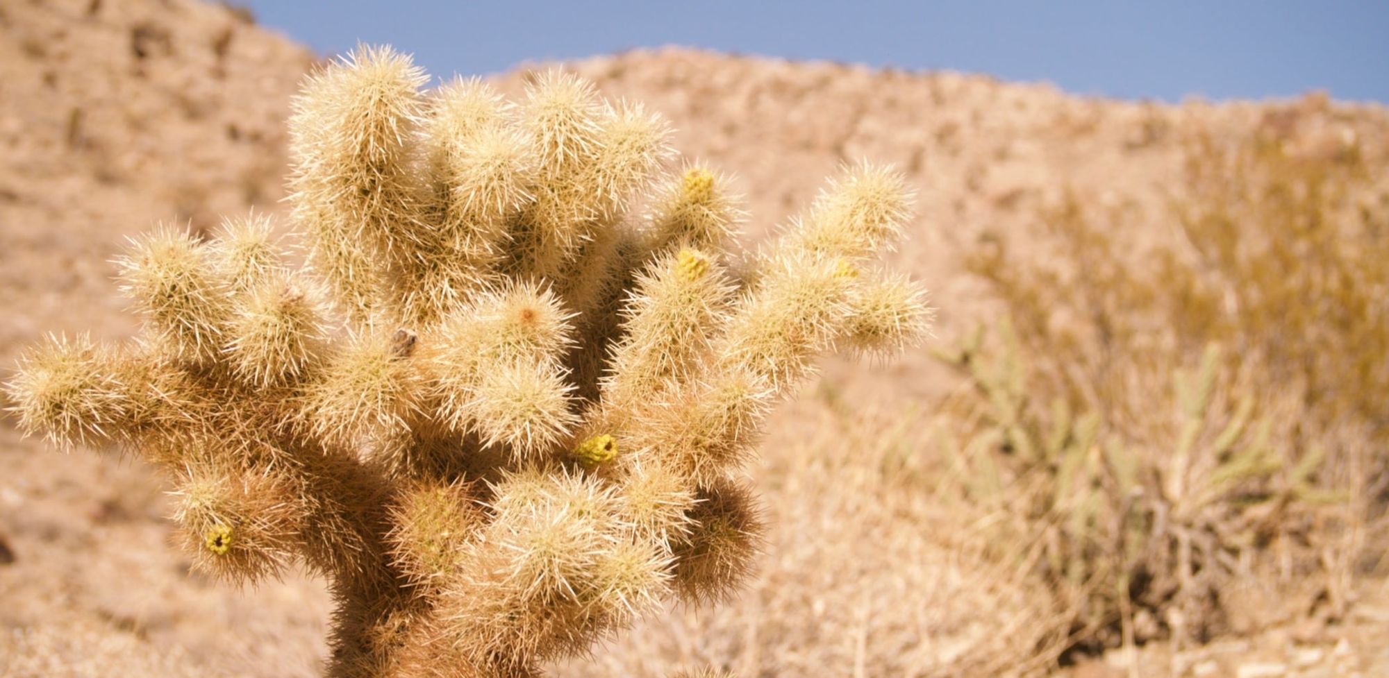 A cactus in sharp focus in front of a rocky mountain