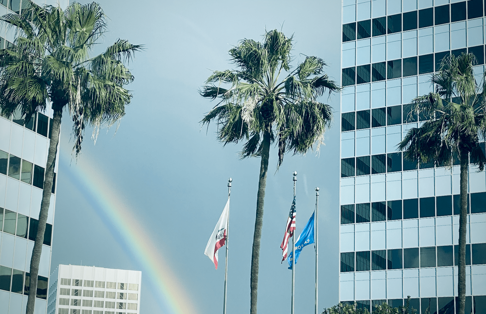 Three palm trees in front of a gray sky and office buildings, and a rainbow