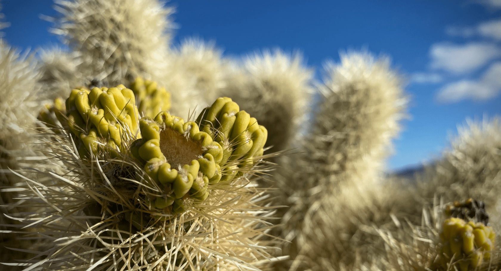 Cactus, prickly, with green cup-shaped fruit showing