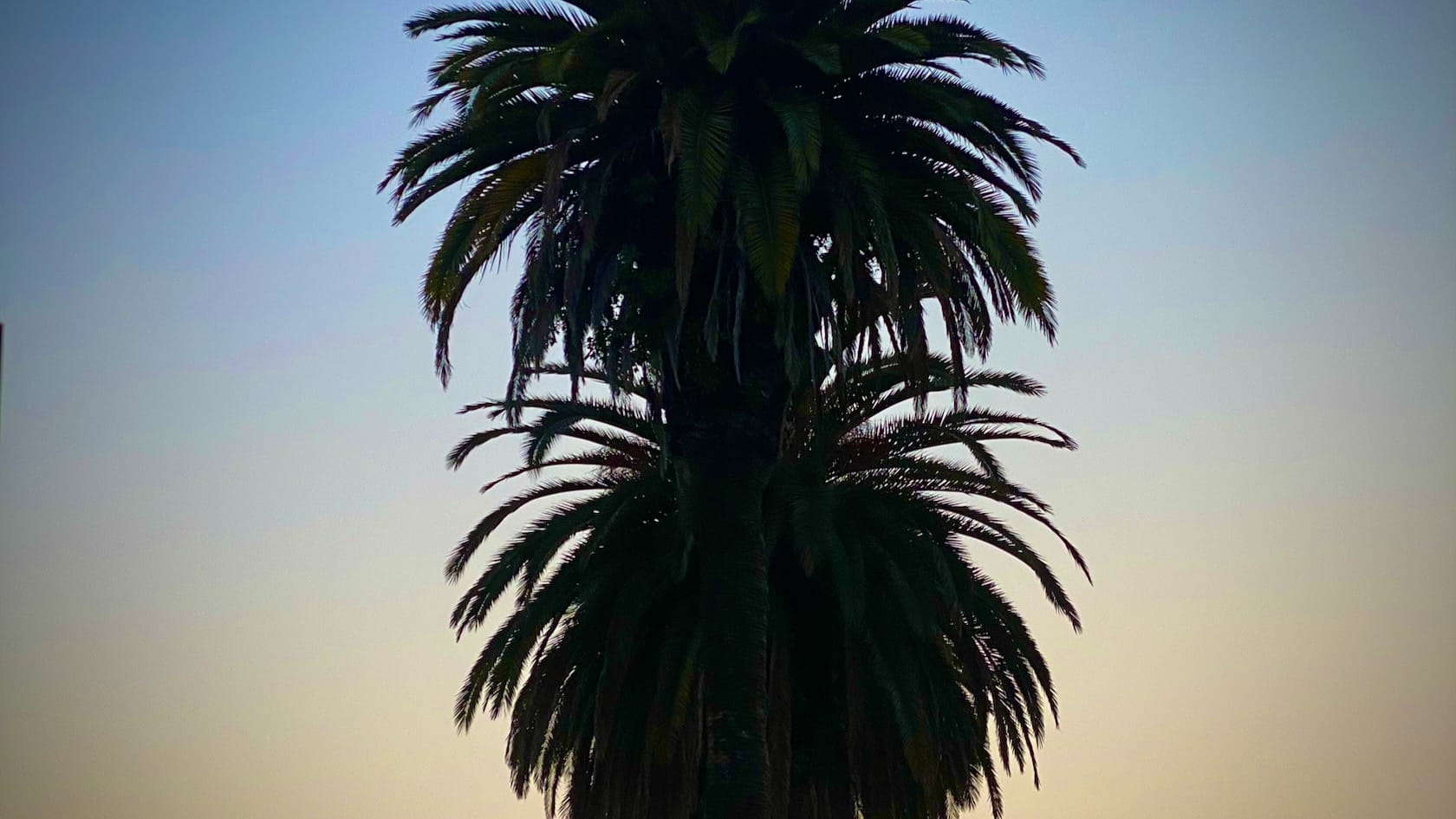 A silhouette of a palm tree in front of a sunset