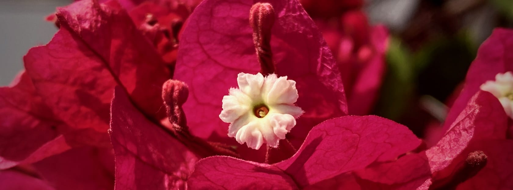 Looking at a single white flower on a magenta bougainvillea