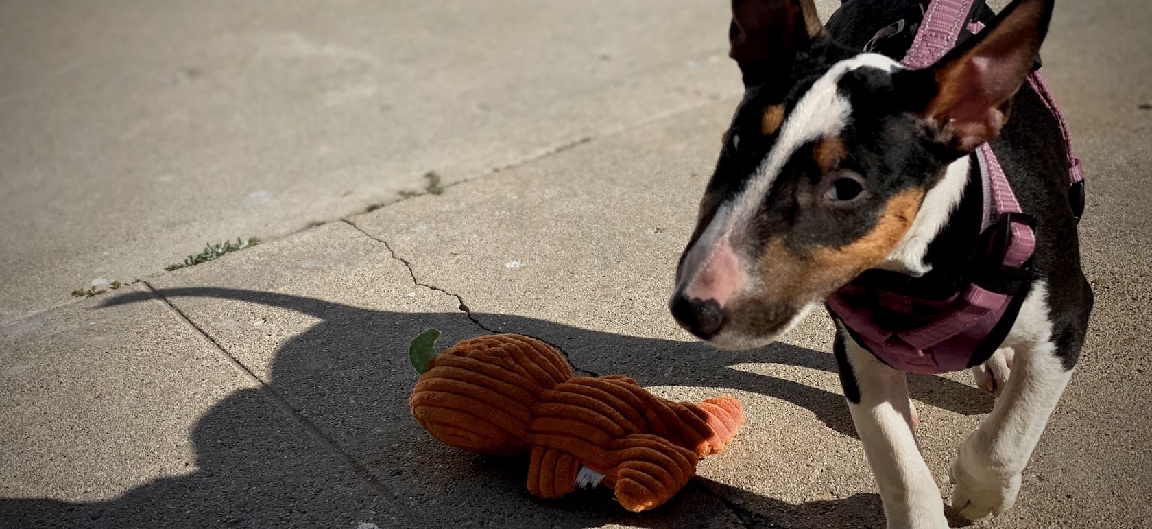 A small bull terrier, white and brown, and an orange toy