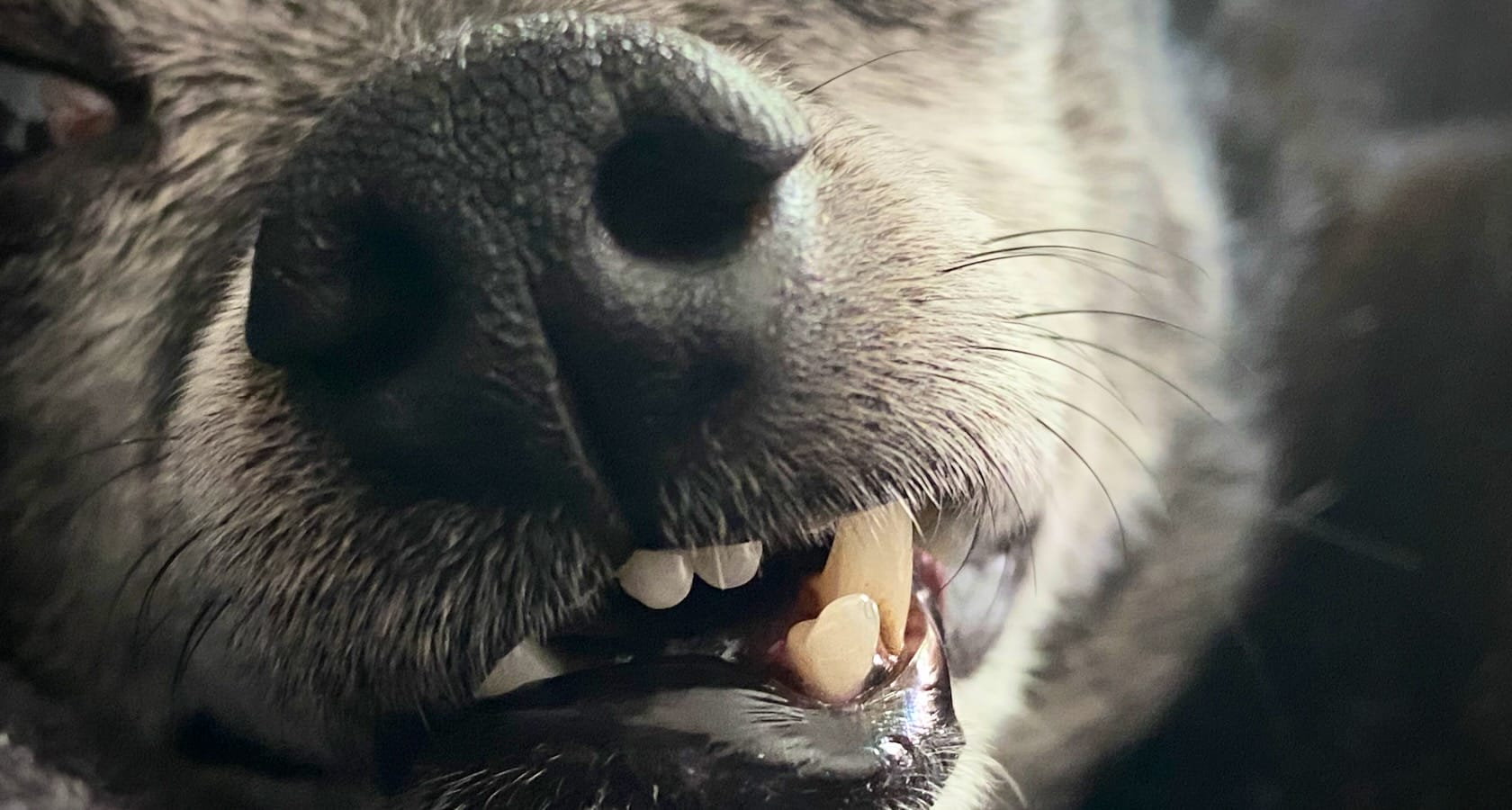 Close up on a black dog's mouth, with a snaggletooth sticking out