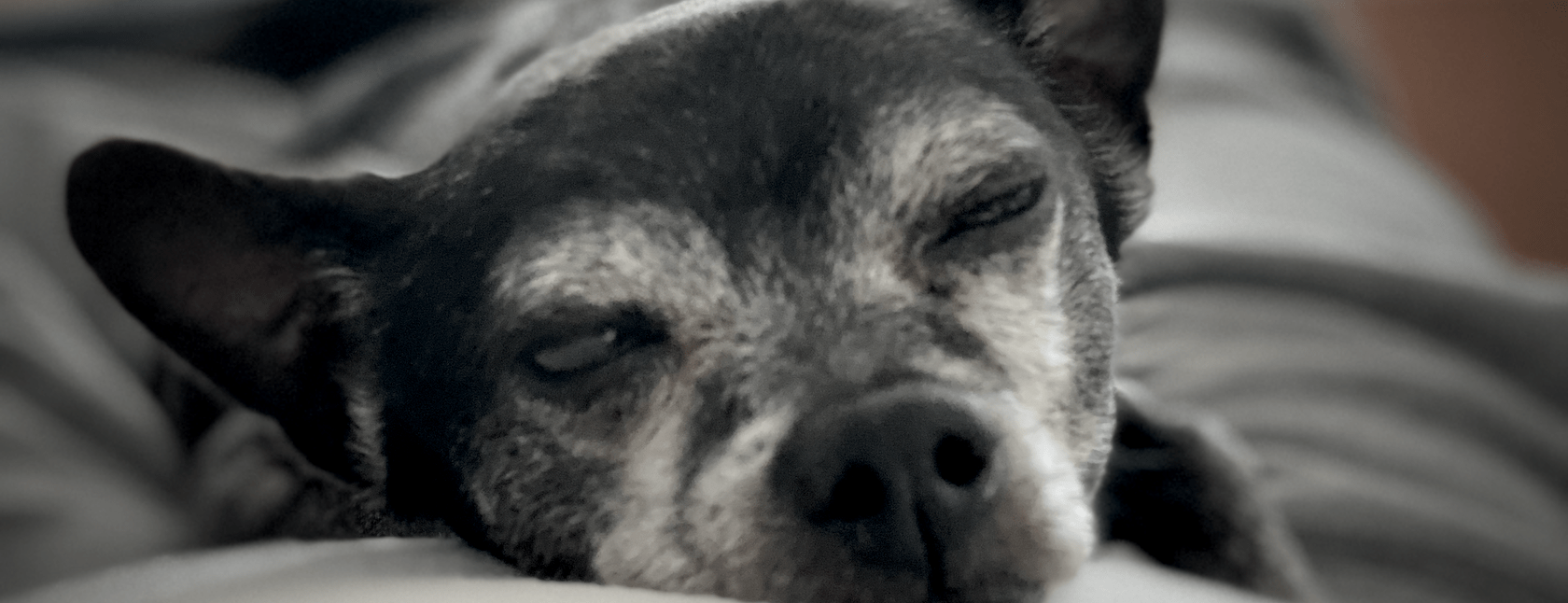 A sleepy chihuahua, eyes closing