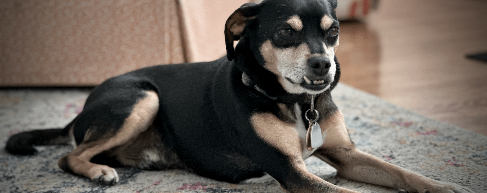 A black, white, and golden small dog, looking like a Manchester Terrier, in front of orange furniture