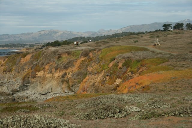 Bluffs overlooking the beach, green from scrub and orange from blooms.